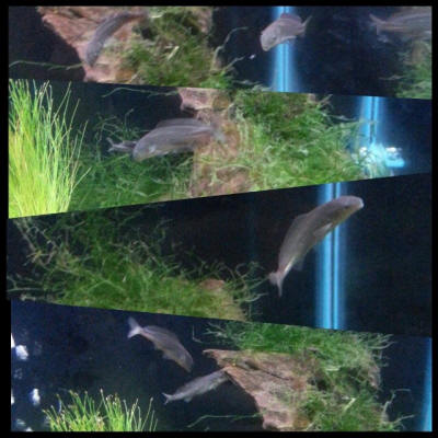 The Elephantfishes, family Mormyridae, In Aquariums